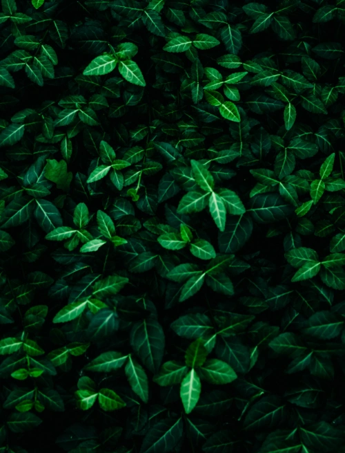 leaf services
