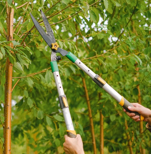 Leaf removal services