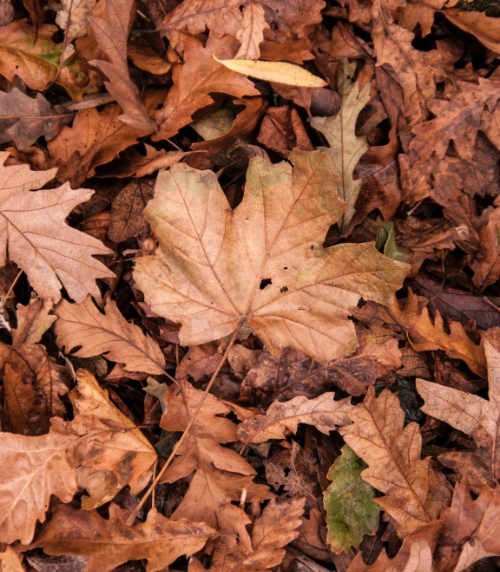Leaf removal services