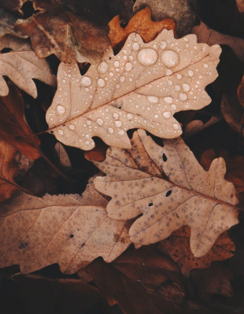 Leaf removal services near me