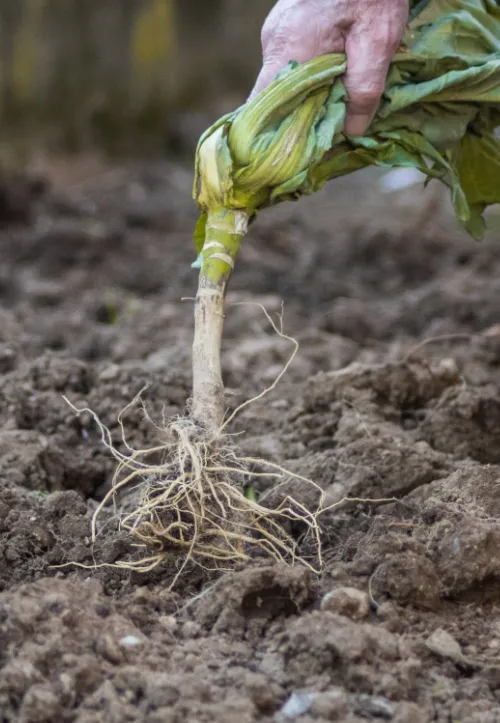 weed control in lawns